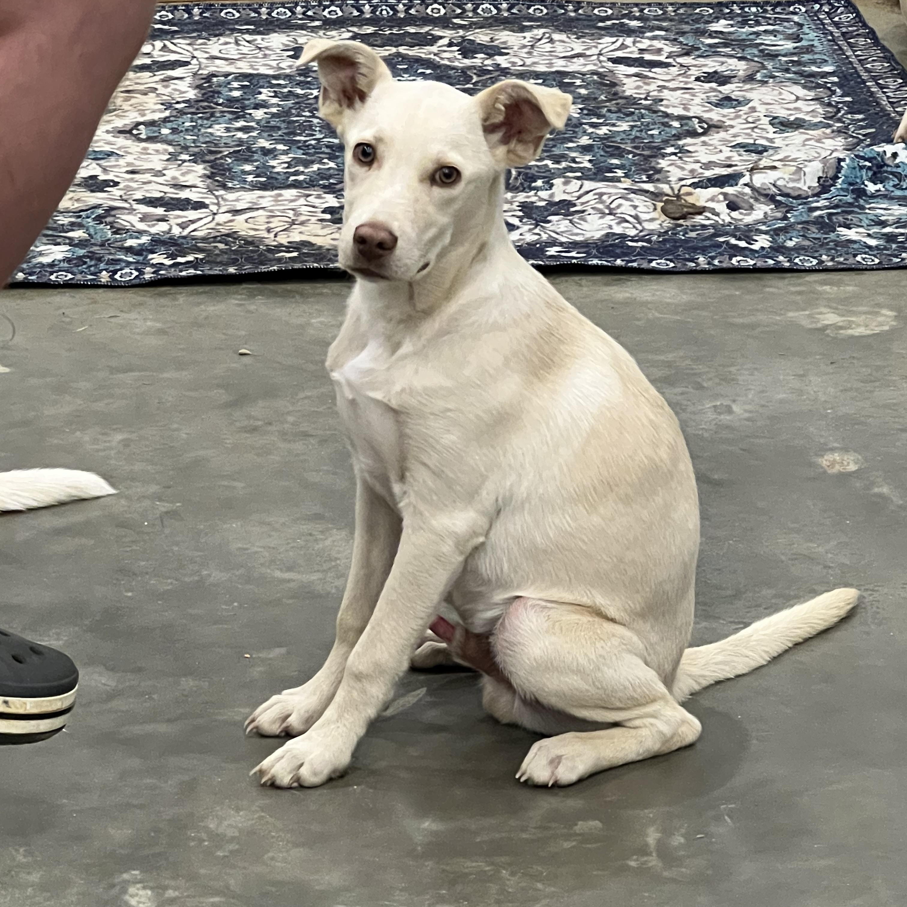 Mr. Columbus, ADOPTABLE, Young Male Labrador Retriever.