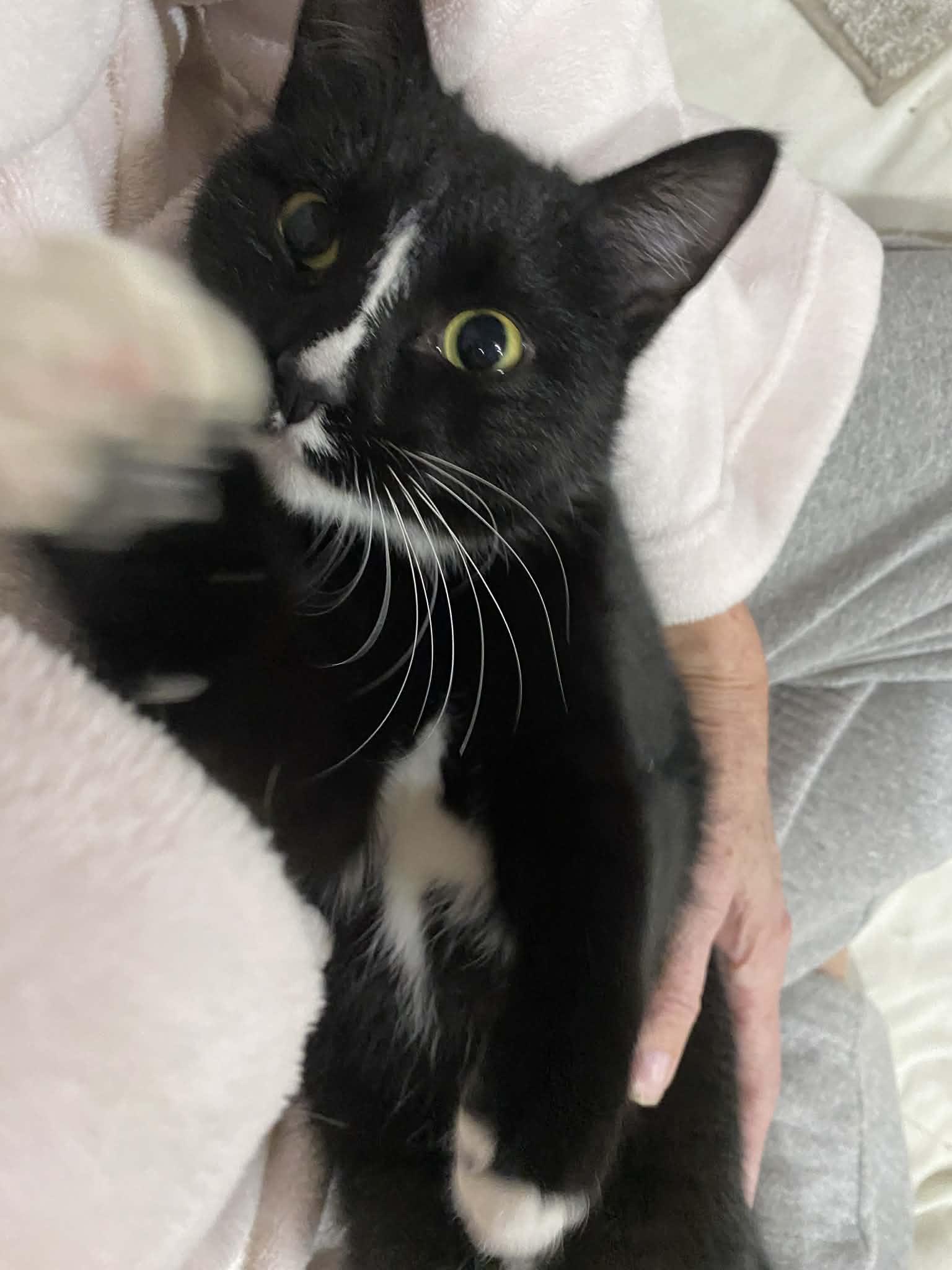 Enlarge Tango, a ADOPTABLE mixed breed in Everett, WA image 3/4