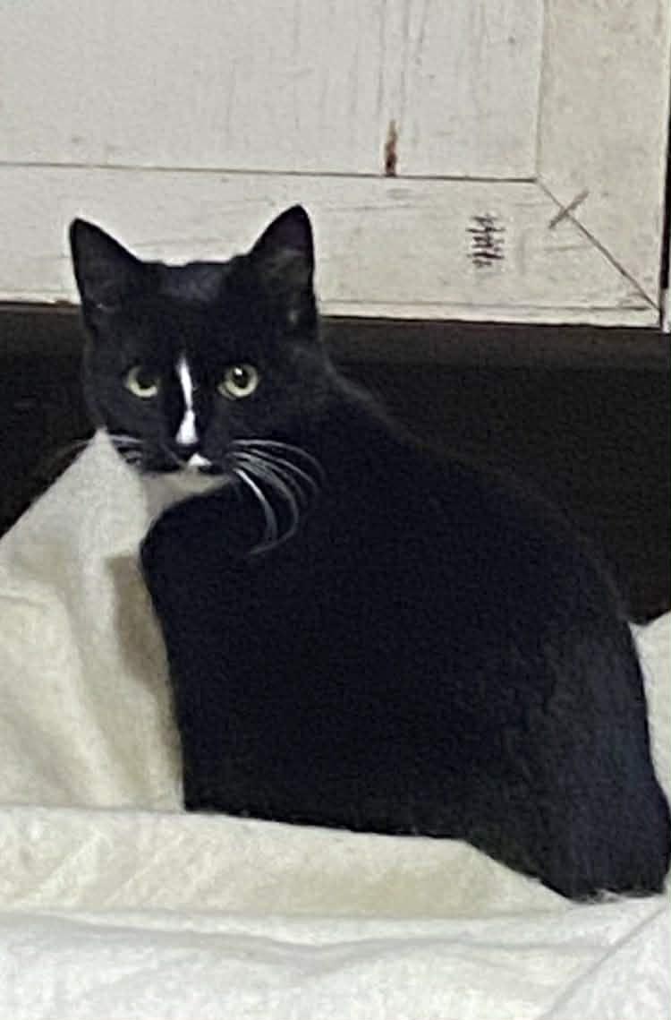 Enlarge Tango, a ADOPTABLE mixed breed in Everett, WA image 4/4