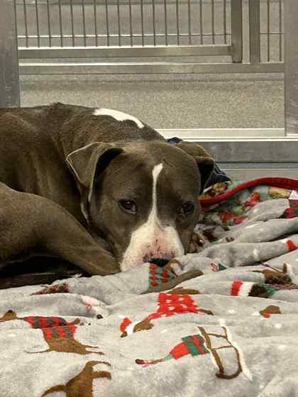 Bindi, Adoptable, Adult Female Mixed Breed & Mixed Breed.