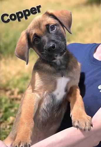 Copper , adopted, Puppy Male Boxer & Labrador Retriever.