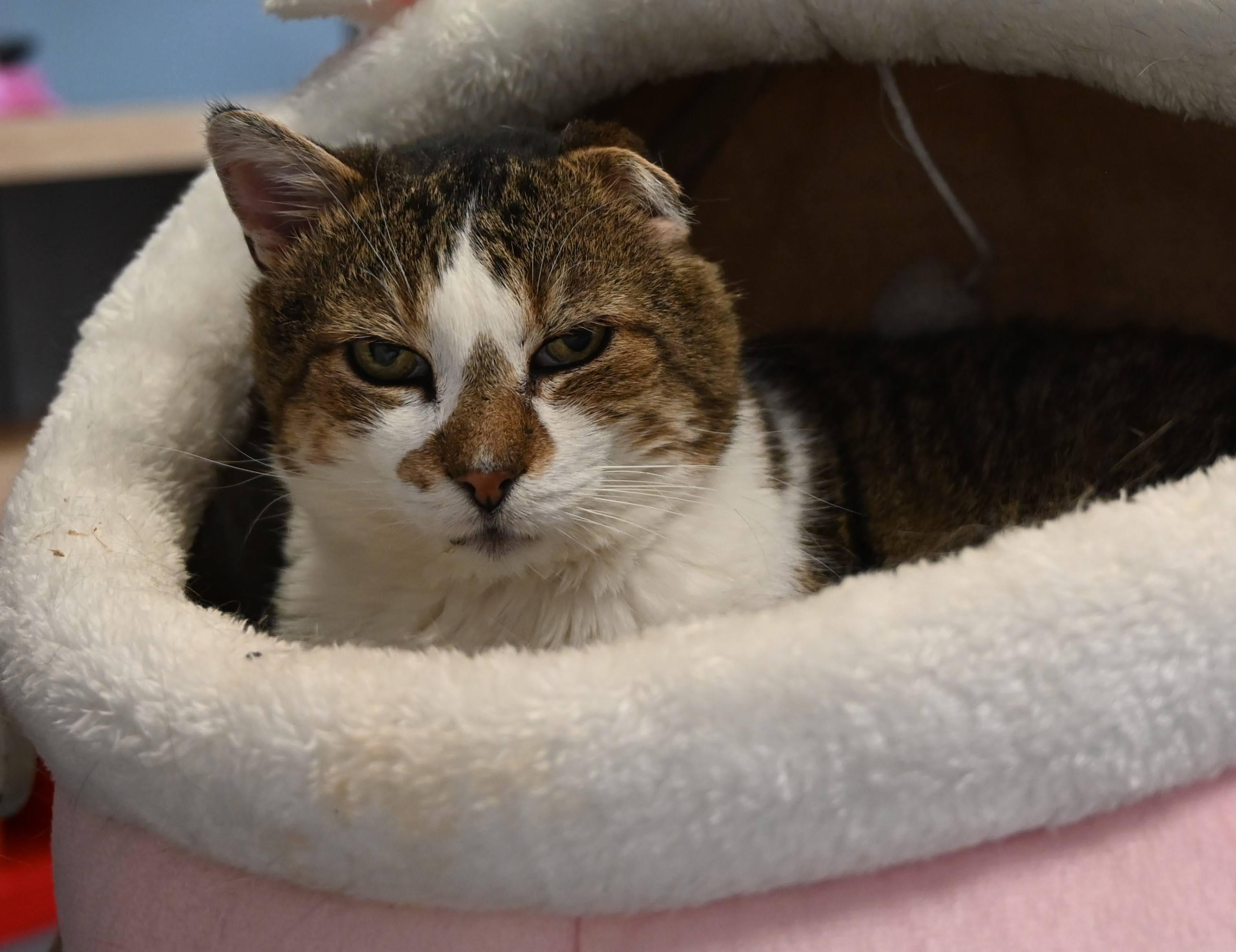 Enlarge Jérôme de Laval, an adoption pending Domestic Short Hair in Montreal-Nord, QC image 1/5