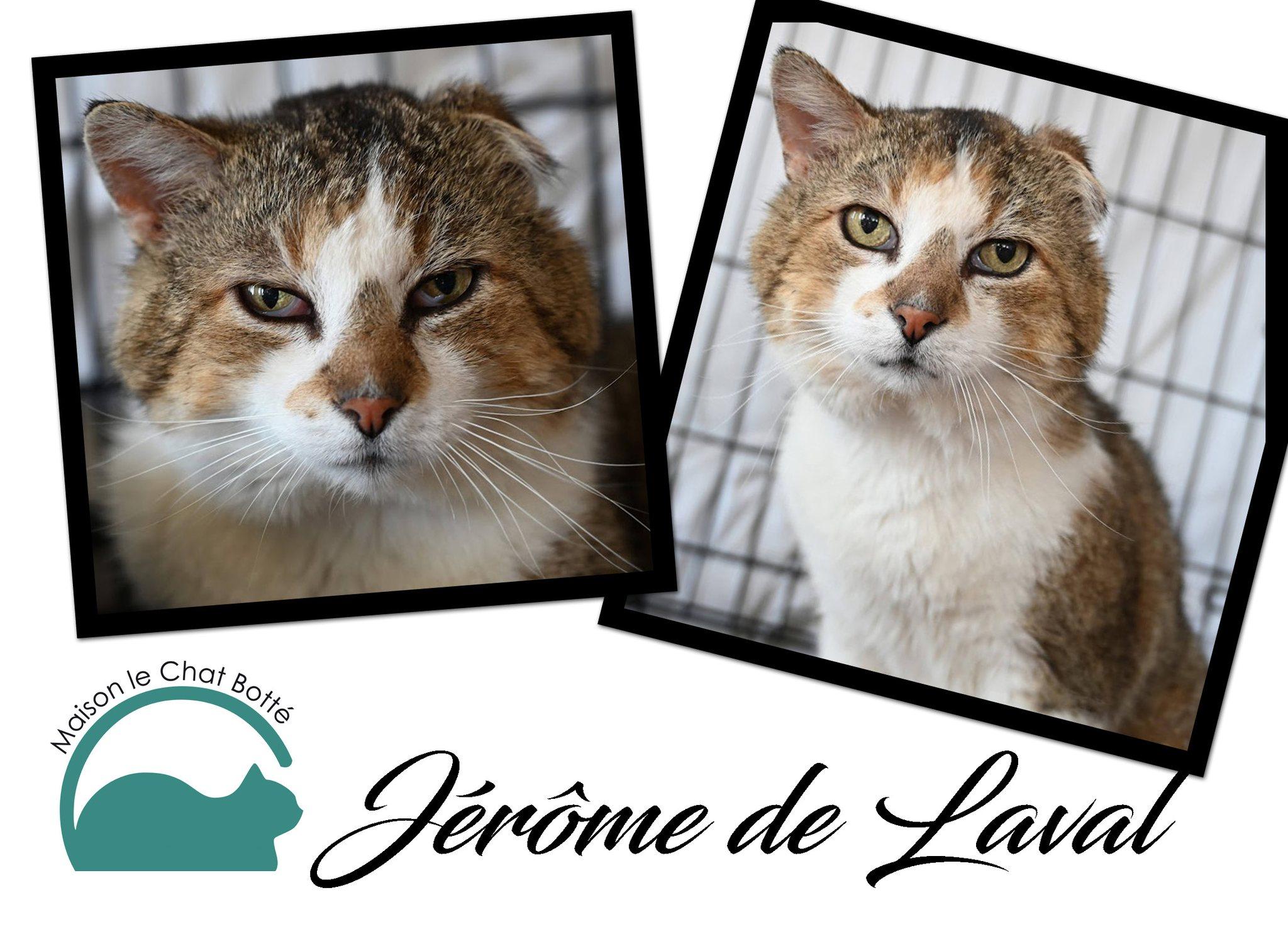 Enlarge Jérôme de Laval, an adoption pending Domestic Short Hair in Montreal-Nord, QC image 5/5