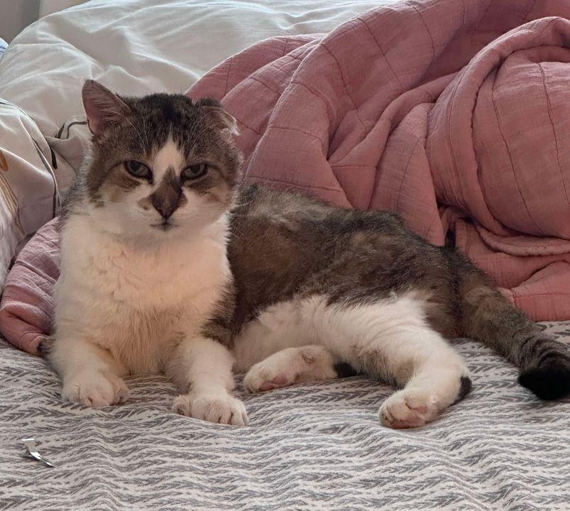 Enlarge Jérôme de Laval, an adoption pending Domestic Short Hair in Montreal-Nord, QC image 3/5