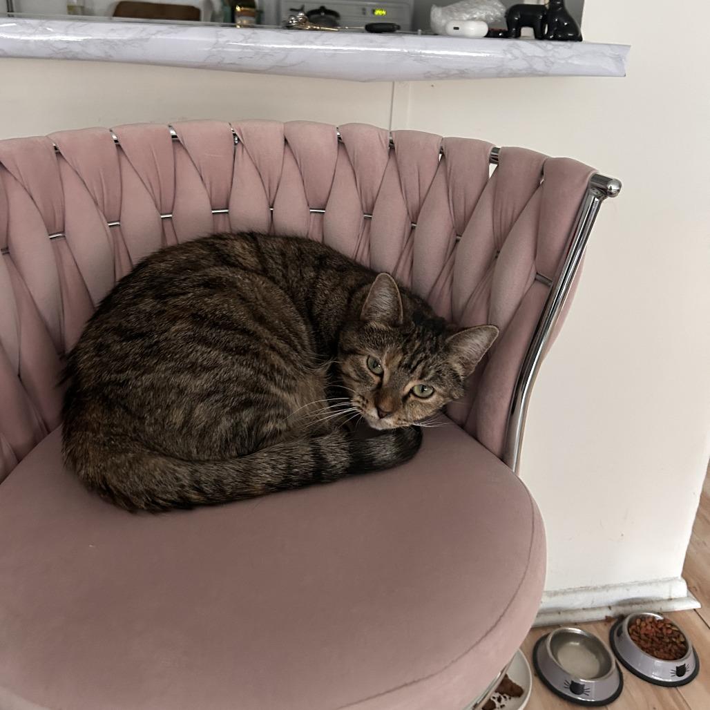 Focaccia, ADOPTABLE, Adult Female Domestic Short Hair.