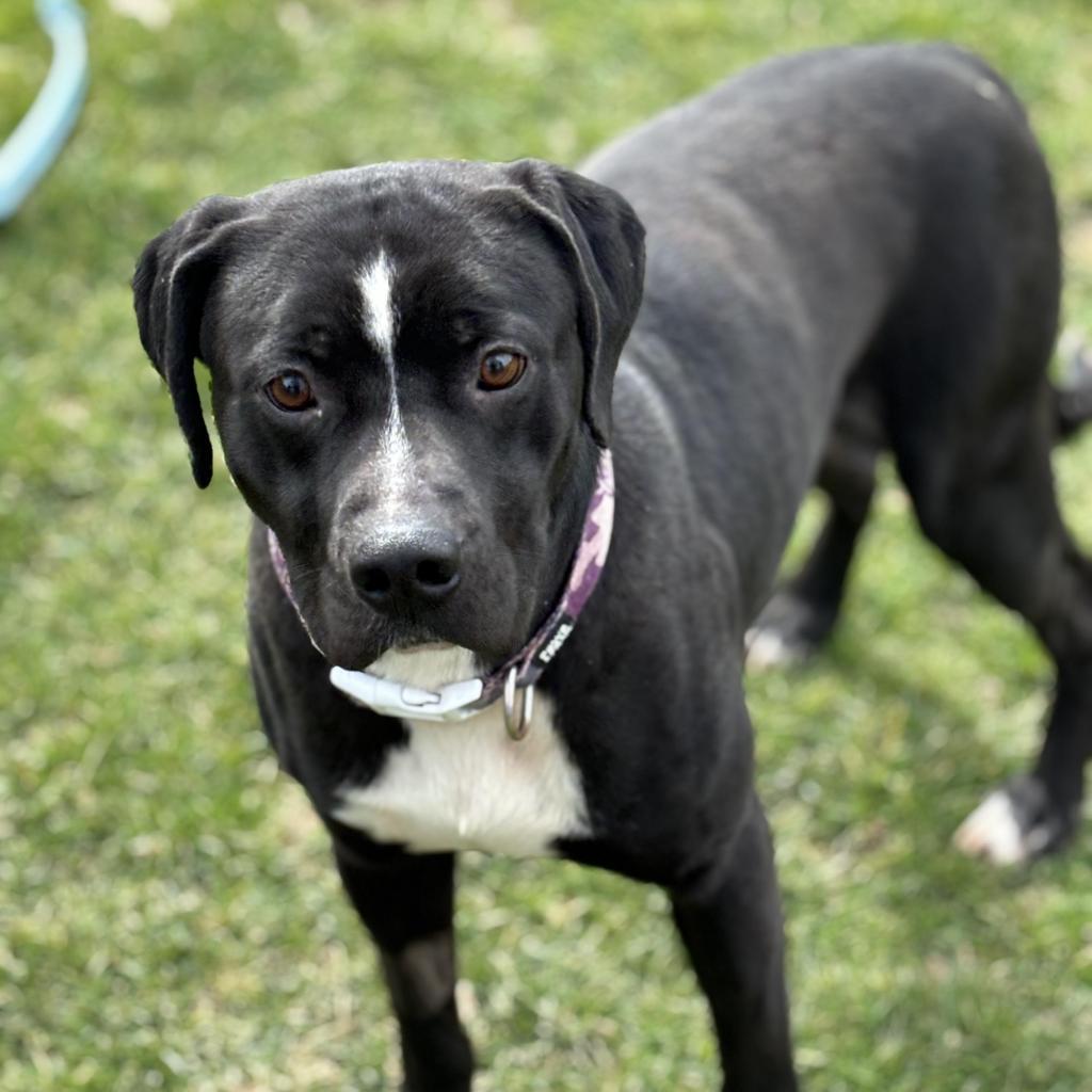 Oscar, Adoptable, Adult Male Mixed Breed.