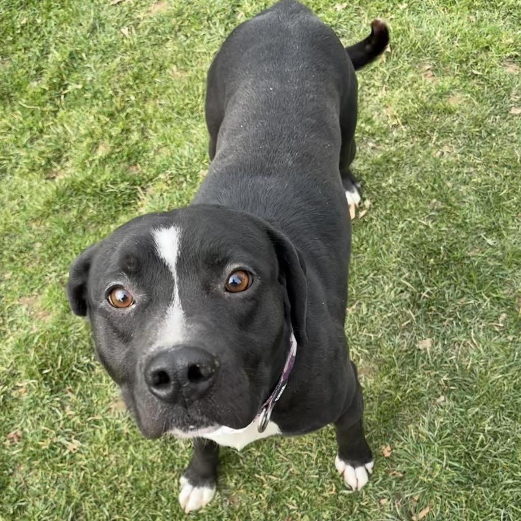 Enlarge Oscar, a Adoptable Mixed Breed in Beckley, WV image 2/6