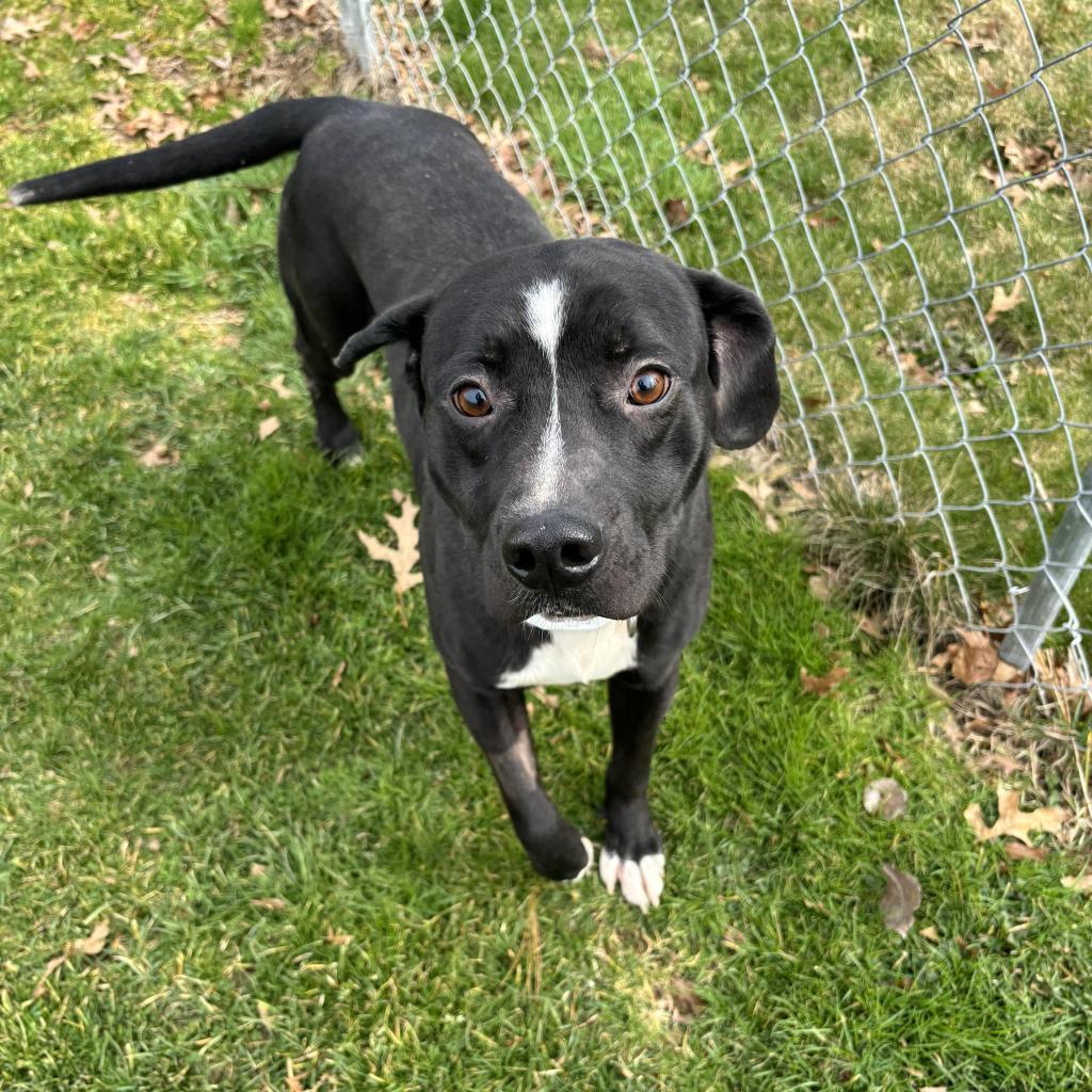 Enlarge Oscar, a Adoptable Mixed Breed in Beckley, WV image 3/6