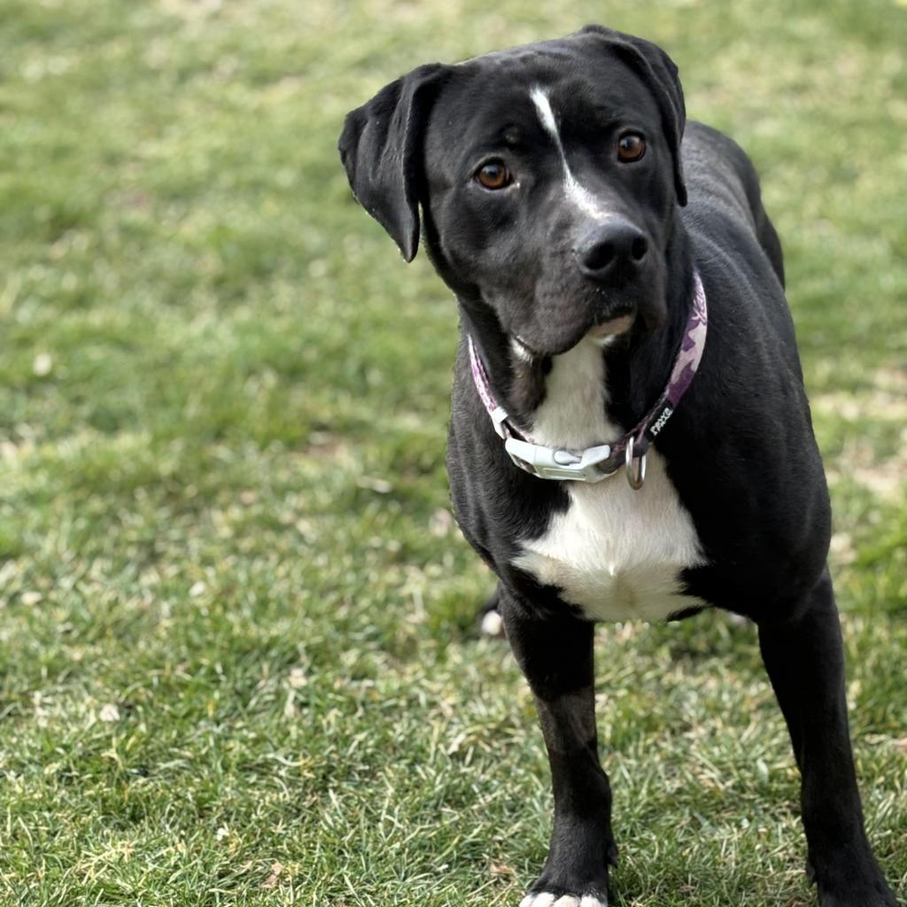 Enlarge Oscar, a Adoptable Mixed Breed in Beckley, WV image 4/6