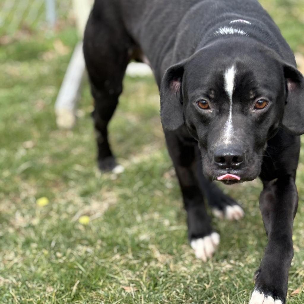 Enlarge Oscar, a Adoptable Mixed Breed in Beckley, WV image 5/6