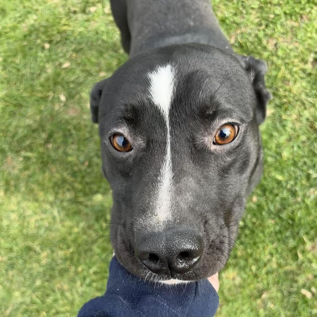 Enlarge Oscar, a Adoptable Mixed Breed in Beckley, WV image 6/6