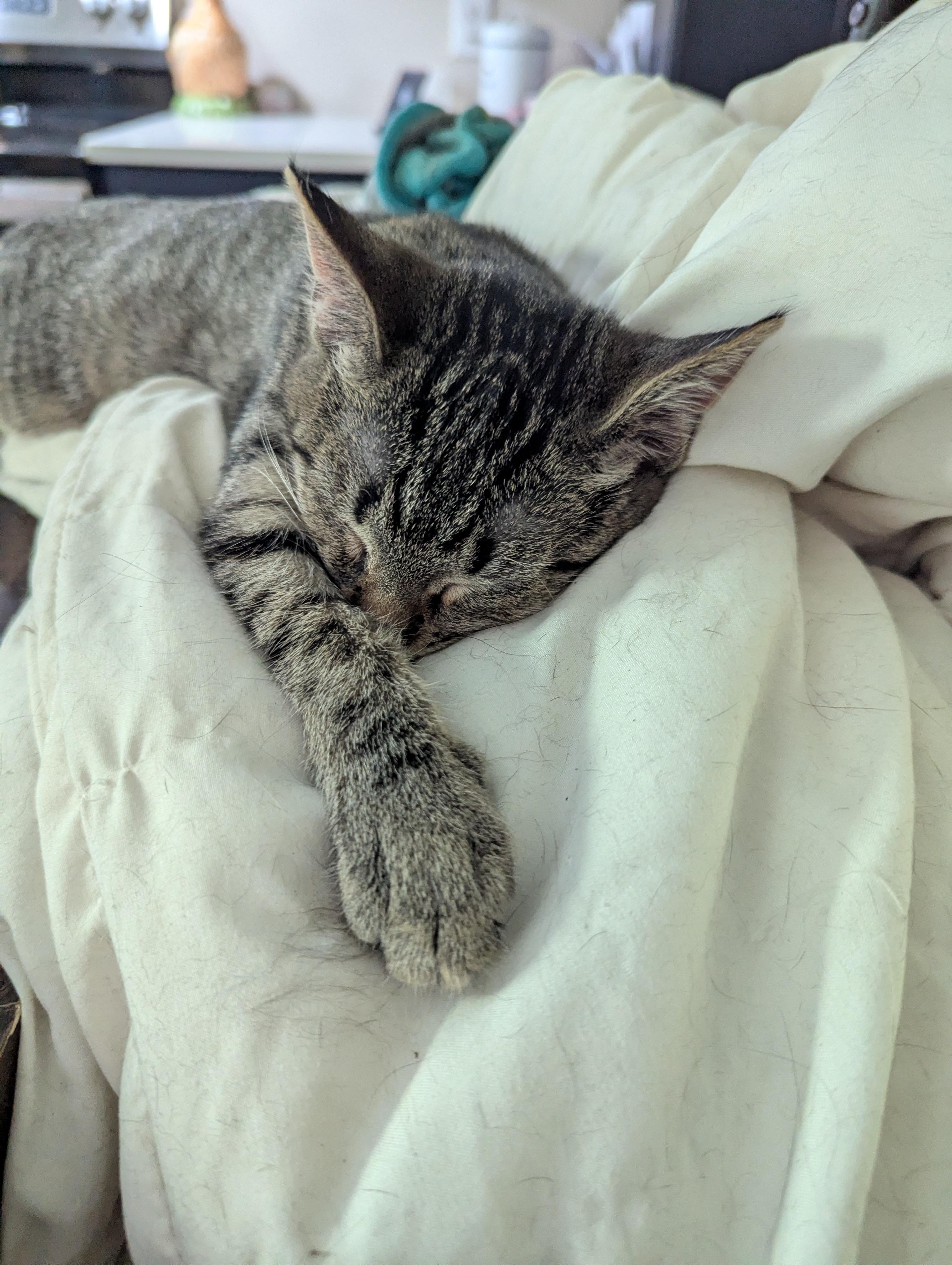 Cats & Kittens for Adoption in Enochville, NC | Petfinder