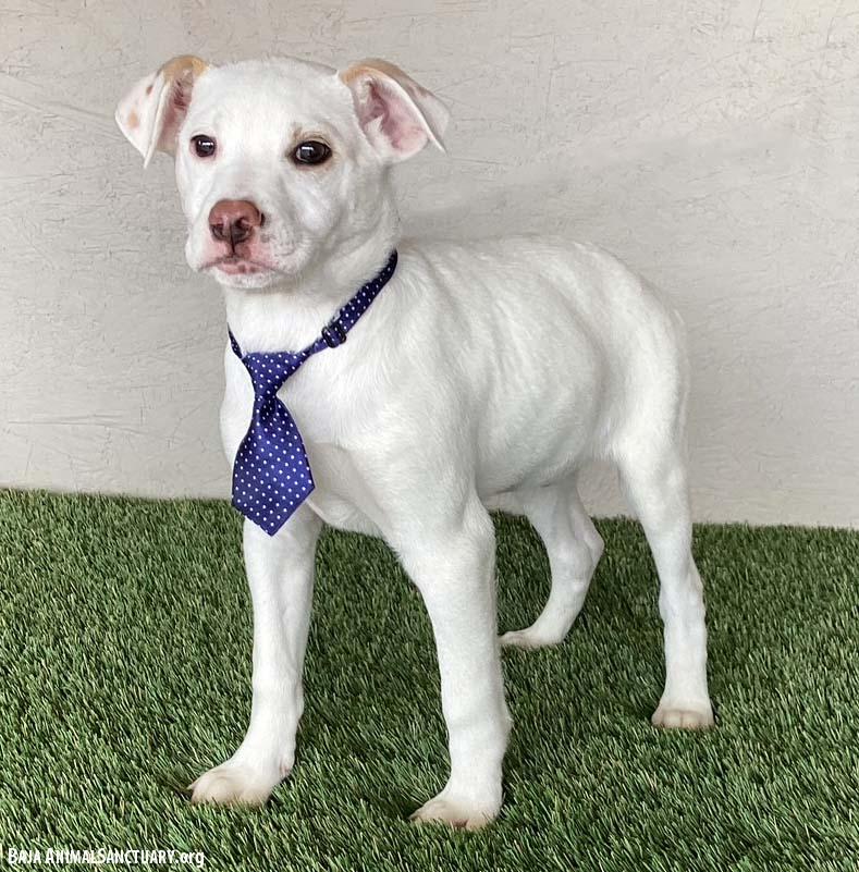 Enlarge Boomer, an adopted mixed breed in San Diego, CA image 4/4