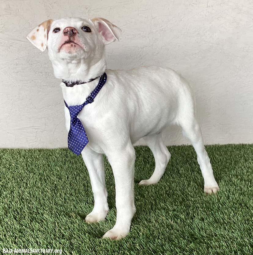 Enlarge Boomer, an adopted mixed breed in San Diego, CA image 2/4