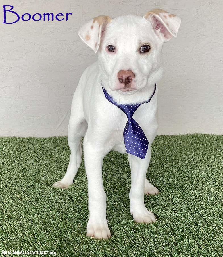 Boomer, adopted, Puppy Male Labrador Retriever & Boxer.