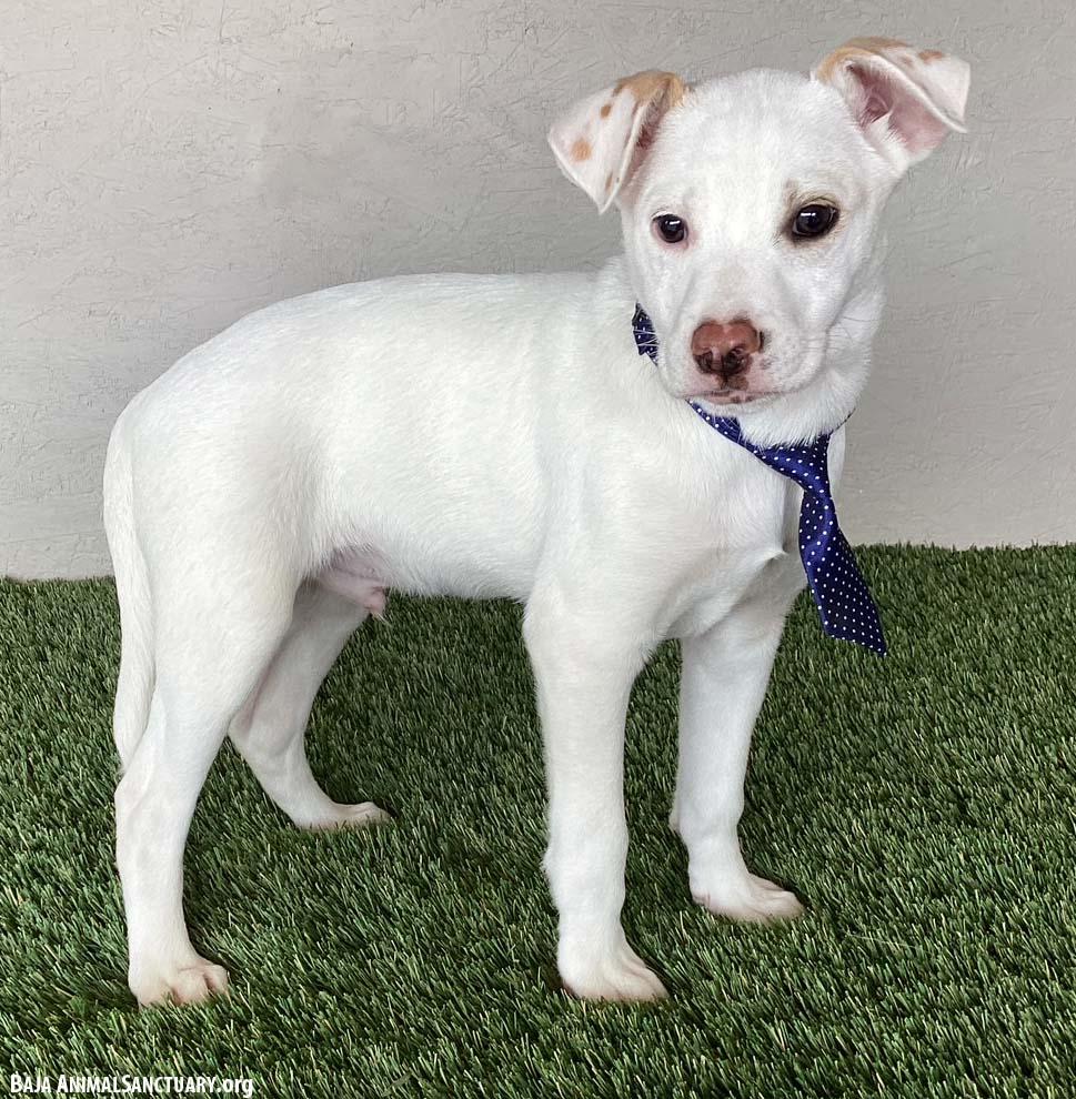 Enlarge Boomer, an adopted mixed breed in San Diego, CA image 3/4