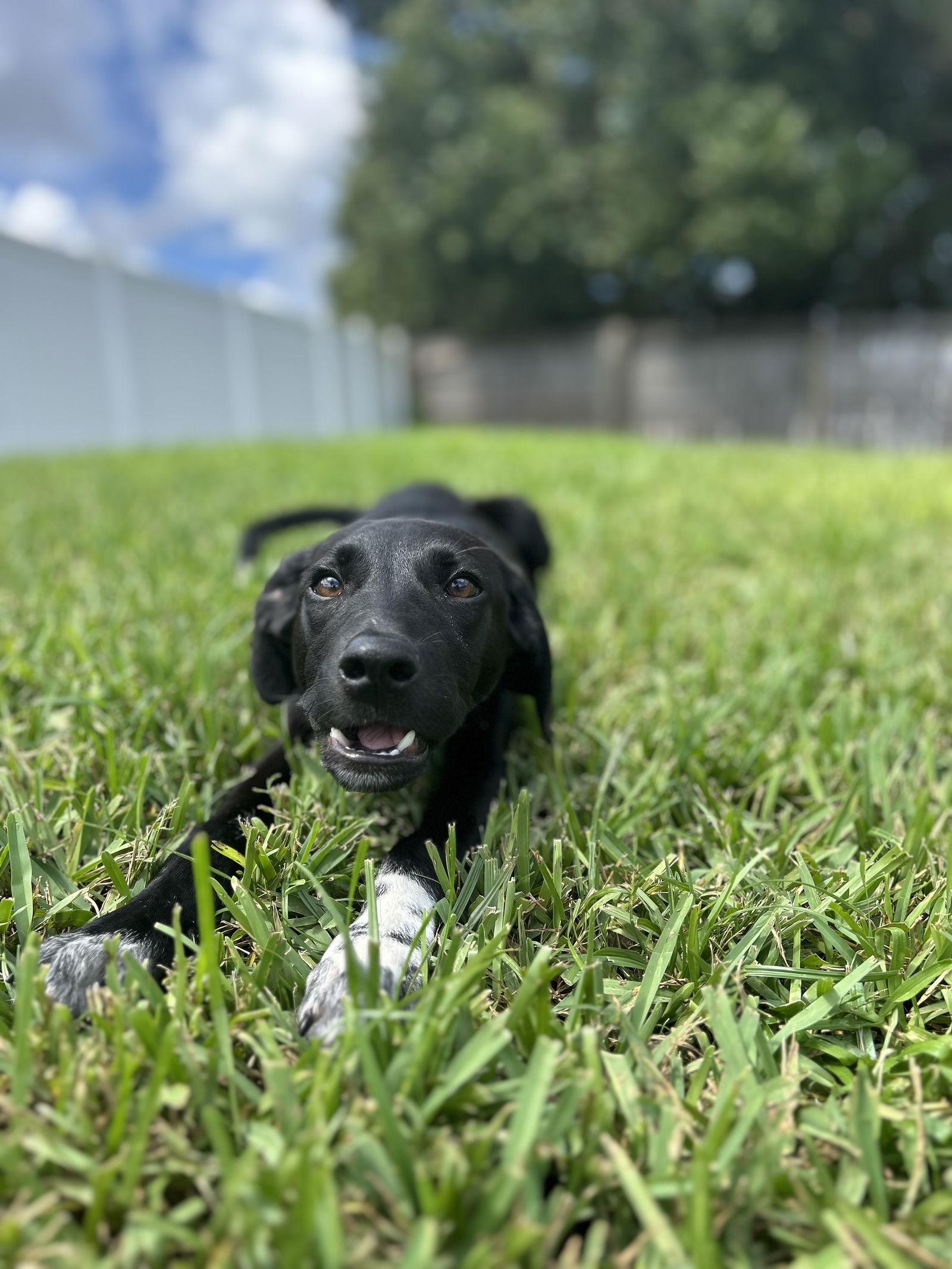 Lentil, Adopted, Young Male Mixed Breed.