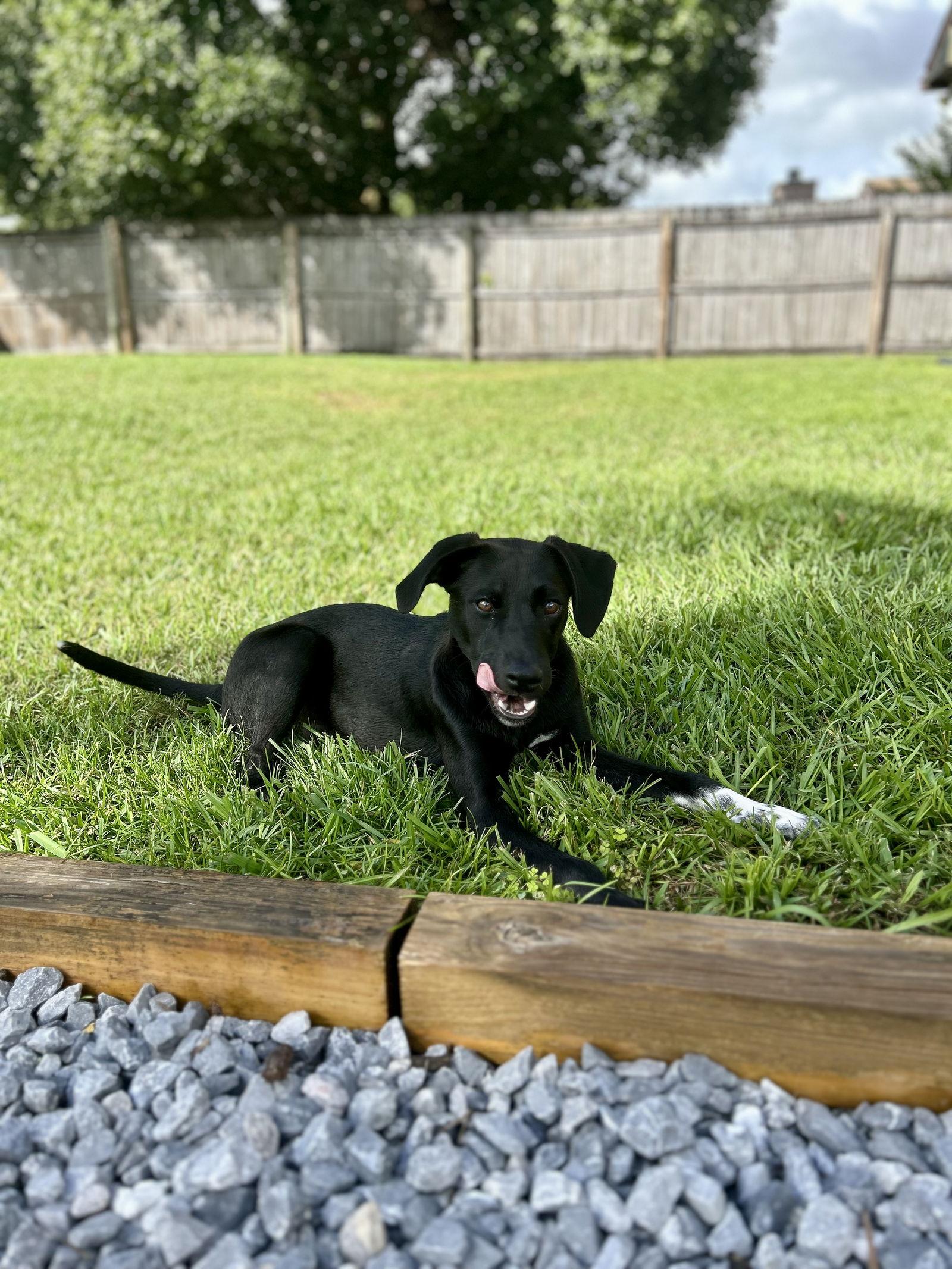 Enlarge Lentil, a Adopted Mixed Breed in Gainesville, FL image 2/3
