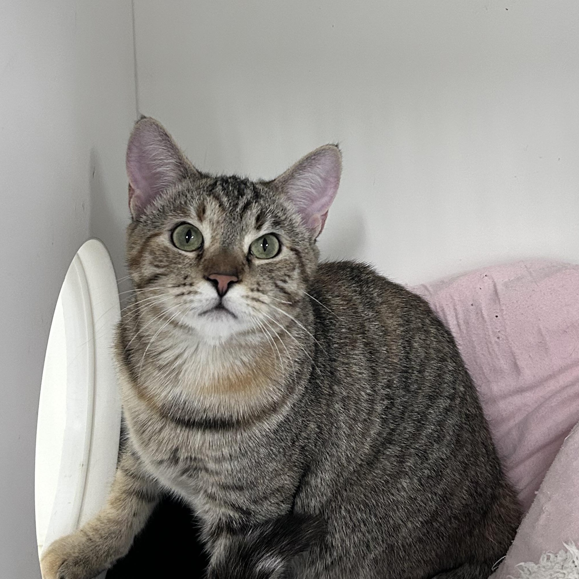 Enlarge Capellini(Working Cat), a ADOPTABLE Domestic Short Hair in Allegan, MI image 4/4
