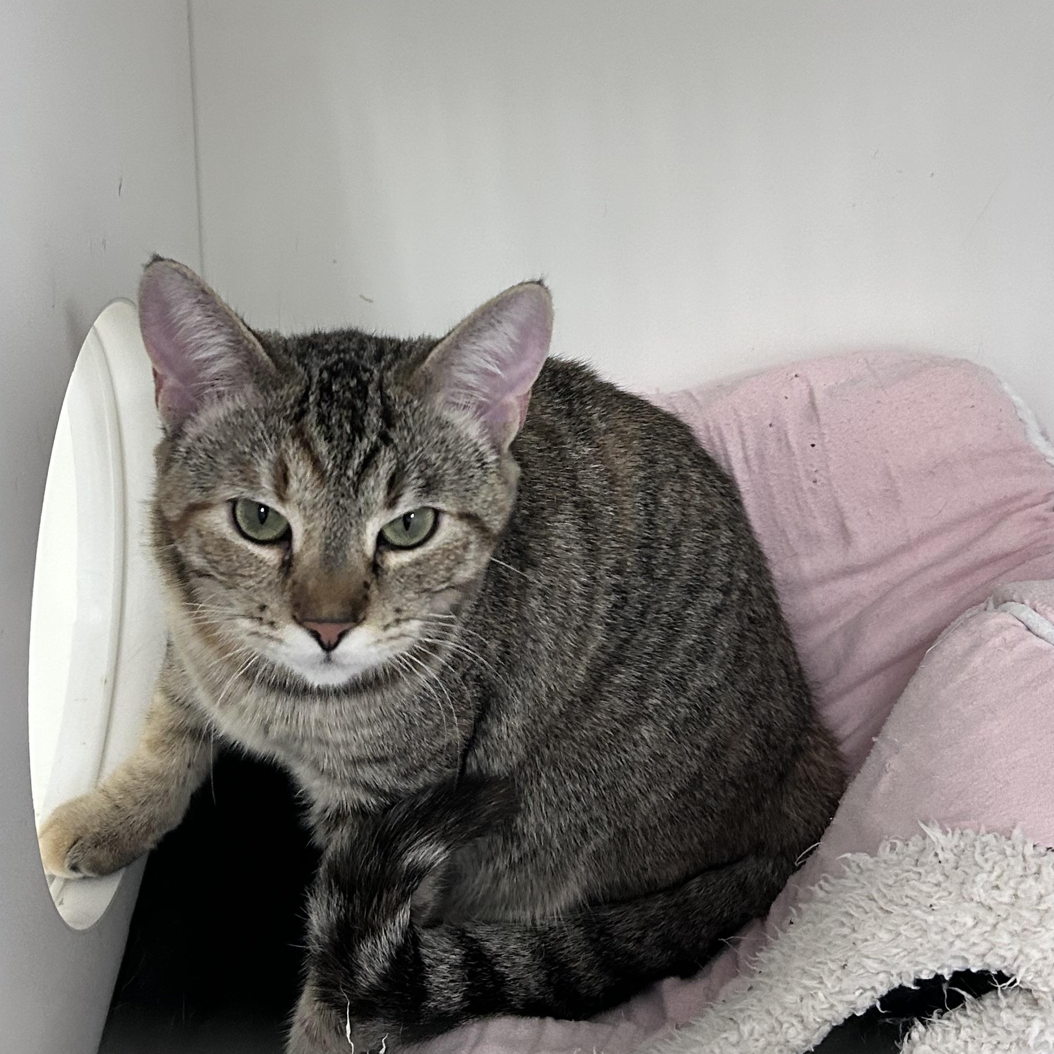 Enlarge Capellini(Working Cat), a ADOPTABLE Domestic Short Hair in Allegan, MI image 3/4