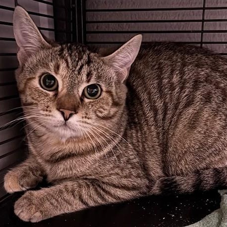 Enlarge Capellini(Working Cat), a ADOPTABLE Domestic Short Hair in Allegan, MI image 2/4