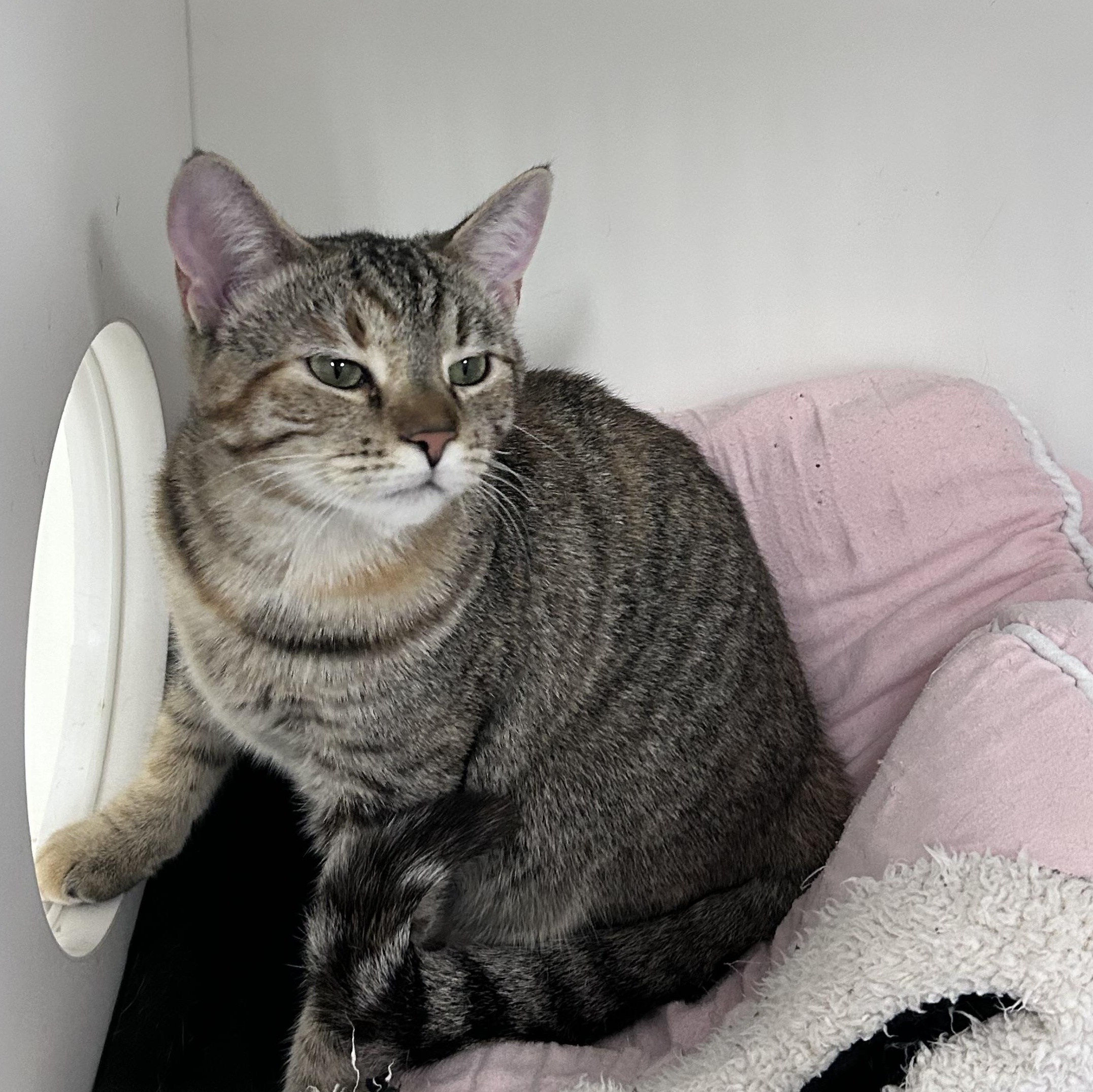 Enlarge Capellini(Working Cat), a ADOPTABLE Domestic Short Hair in Allegan, MI image 1/4
