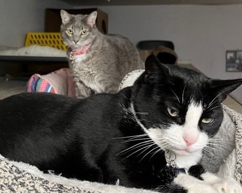 Offred and Karen, Adoptable, Adult Female Domestic Short Hair & Tabby.