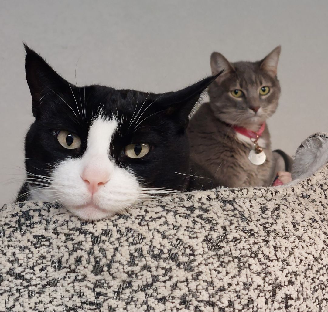 Offred and Karen, a Adoptable mixed breed in Sacramento, CA image 2/4