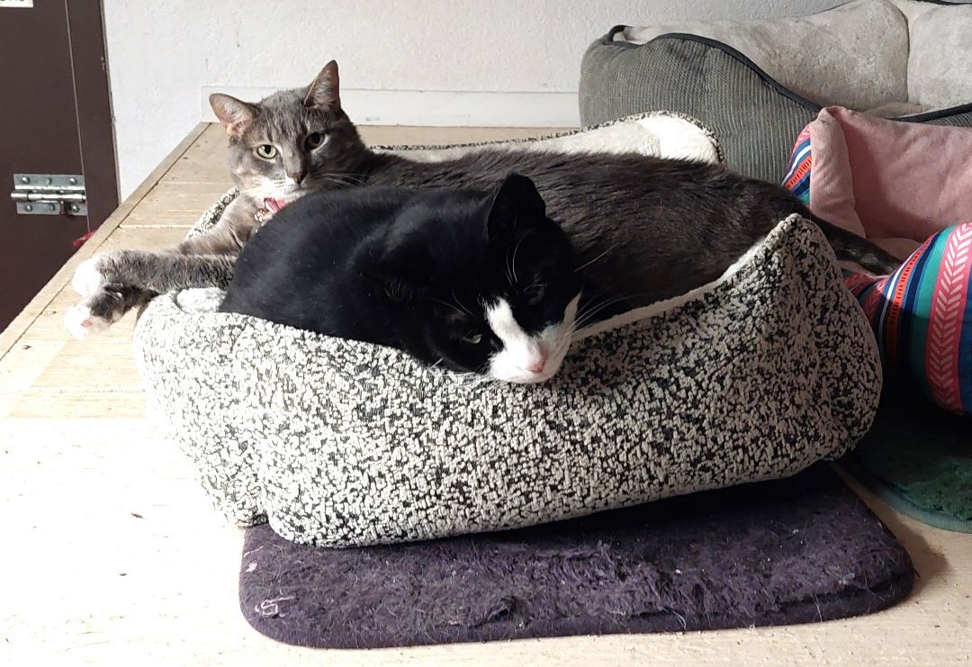 Offred and Karen, a Adoptable mixed breed in Sacramento, CA image 3/4