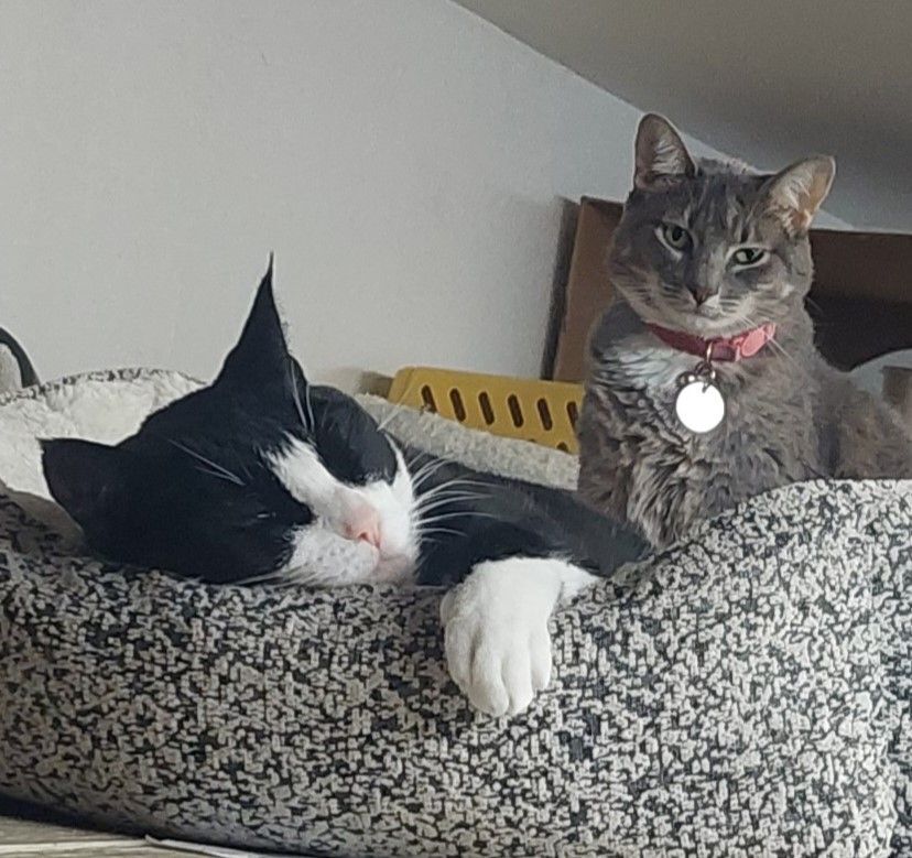 Offred and Karen, a Adoptable mixed breed in Sacramento, CA image 4/4