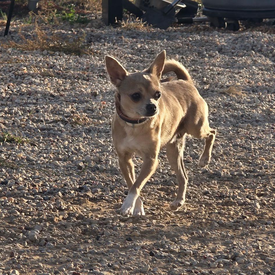 Nugget, ADOPTABLE, Adult Male Chihuahua.