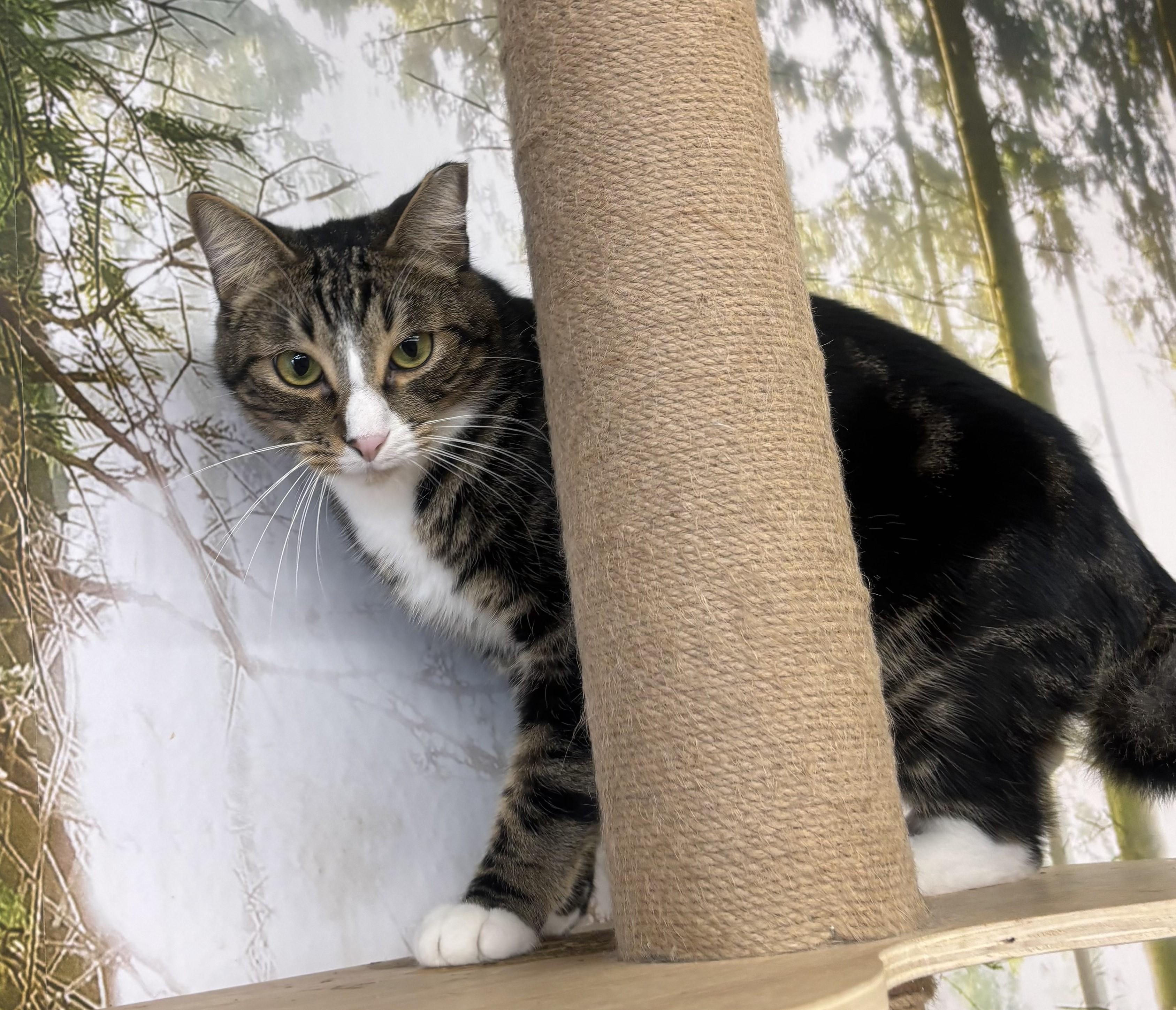 Enlarge Arlo, a Adoptable Domestic Short Hair in Whittier, CA image 3/6