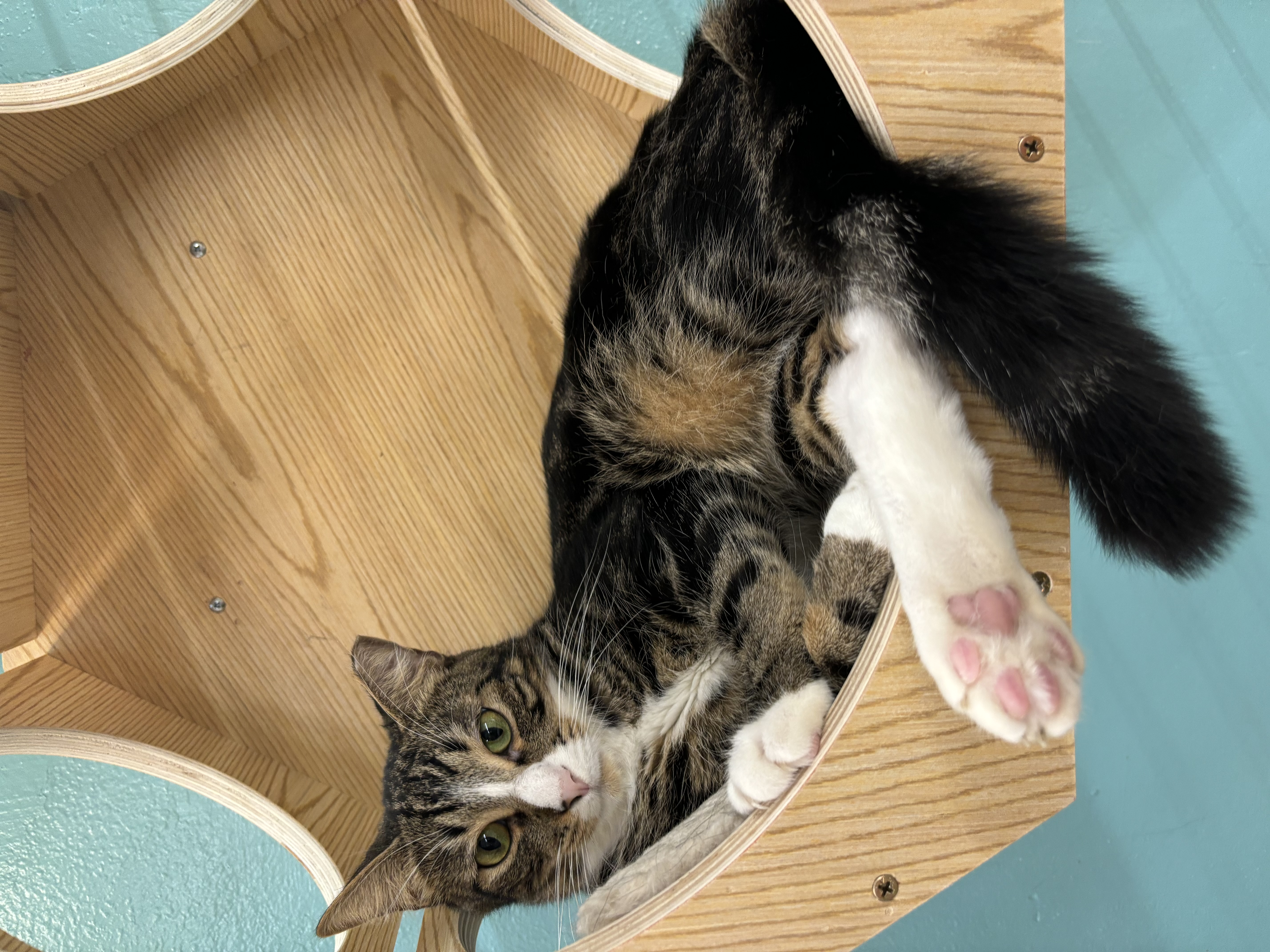 Enlarge Arlo, a Adoptable Domestic Short Hair in Whittier, CA image 1/6