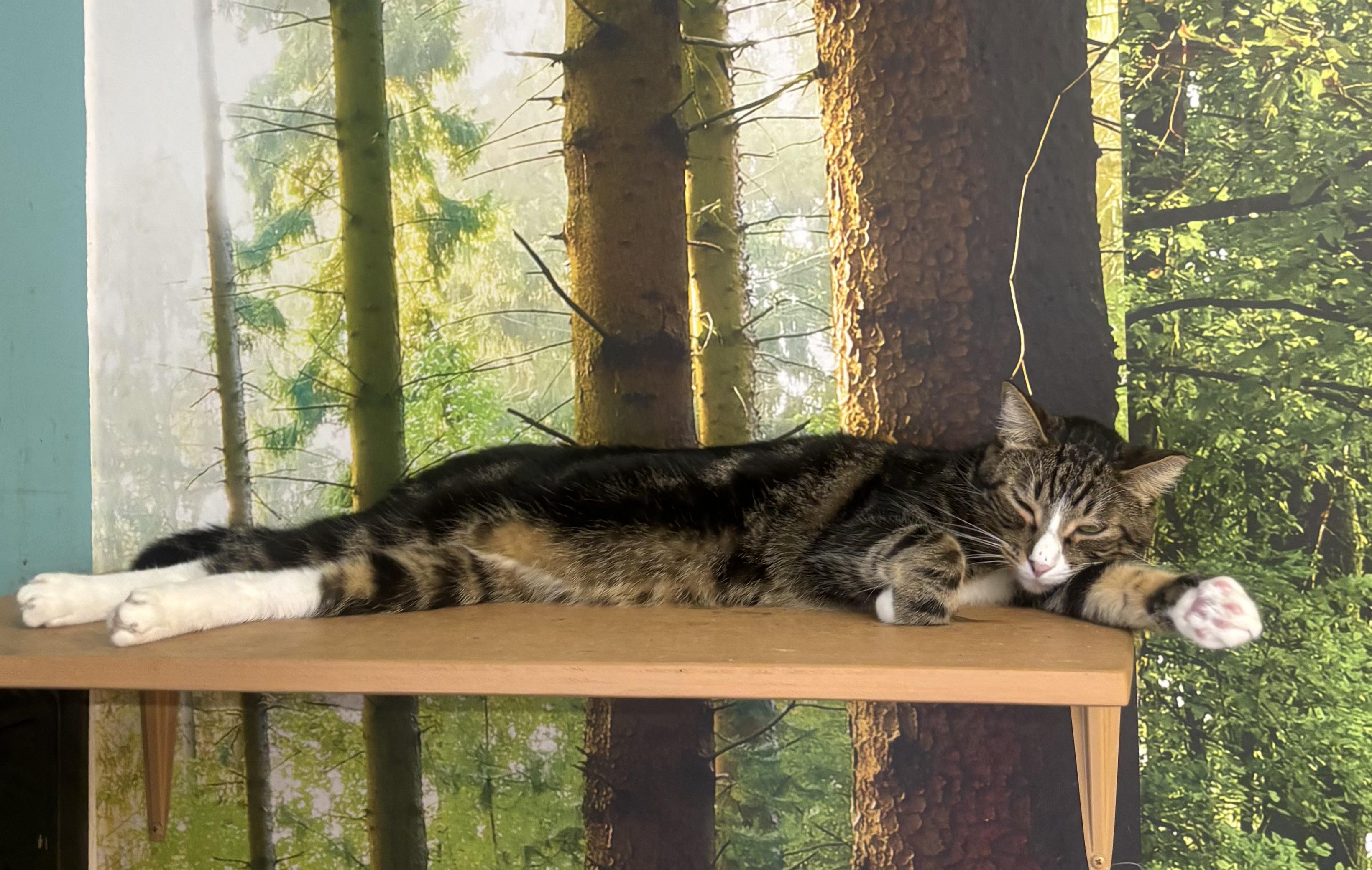 Enlarge Arlo, a Adoptable Domestic Short Hair in Whittier, CA image 2/6