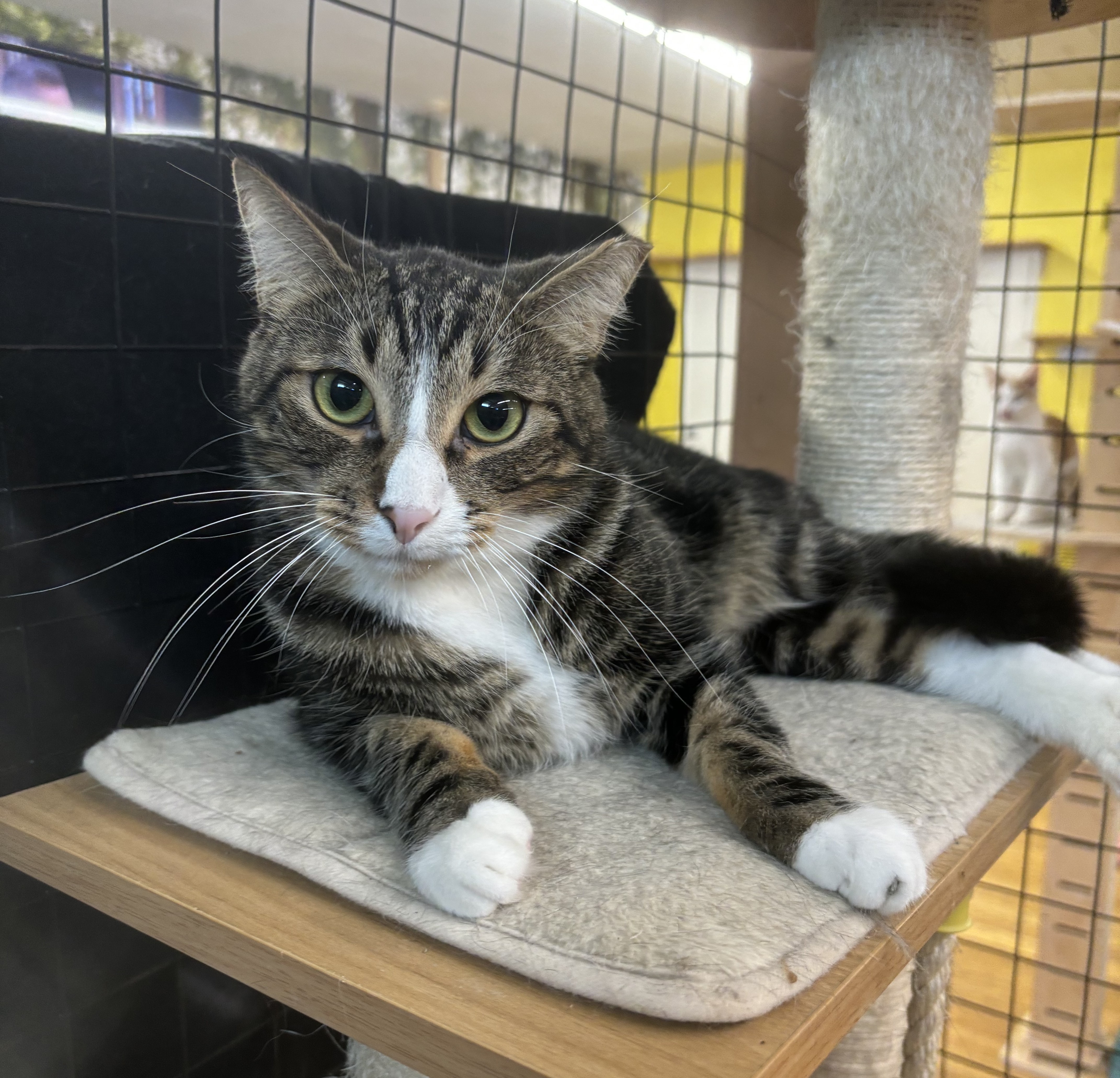 Enlarge Arlo, a Adoptable Domestic Short Hair in Whittier, CA image 6/6