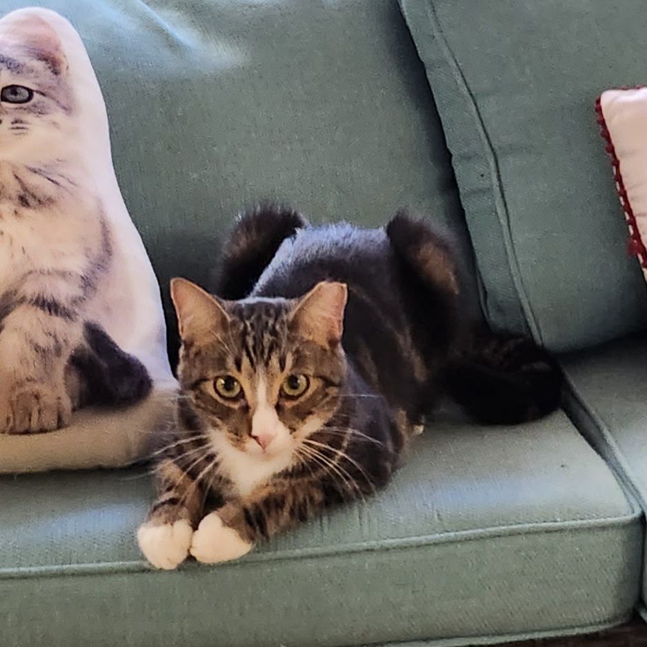 Enlarge Arlo, a Adoptable Domestic Short Hair in Whittier, CA image 5/6