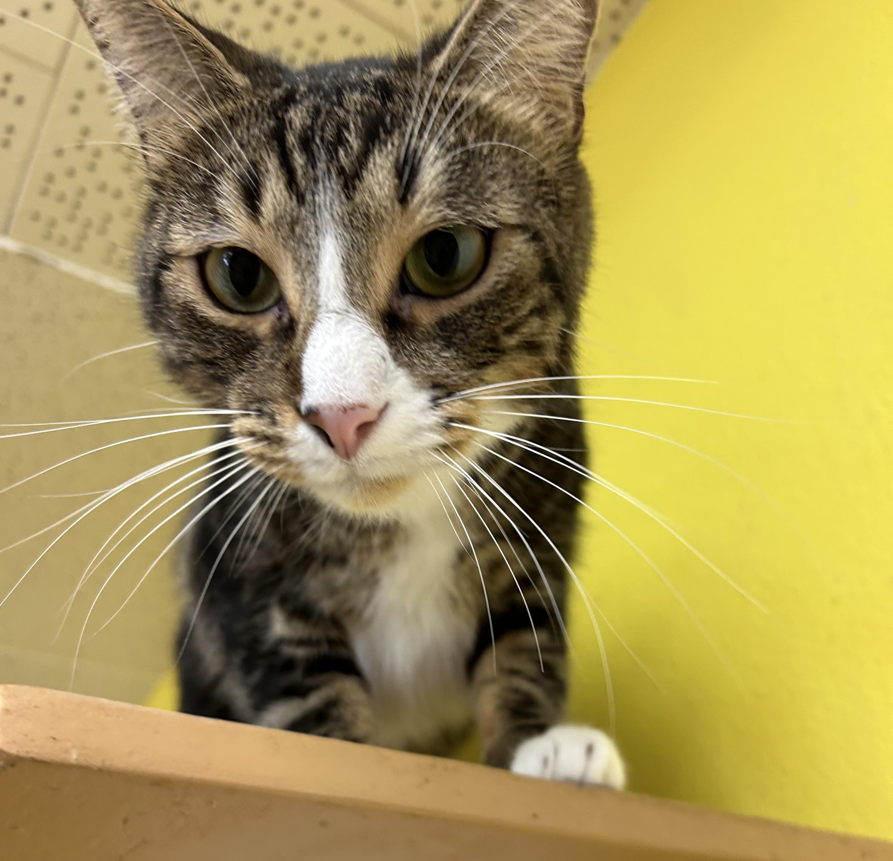 Arlo, Adoptable, Adult Male Domestic Short Hair.