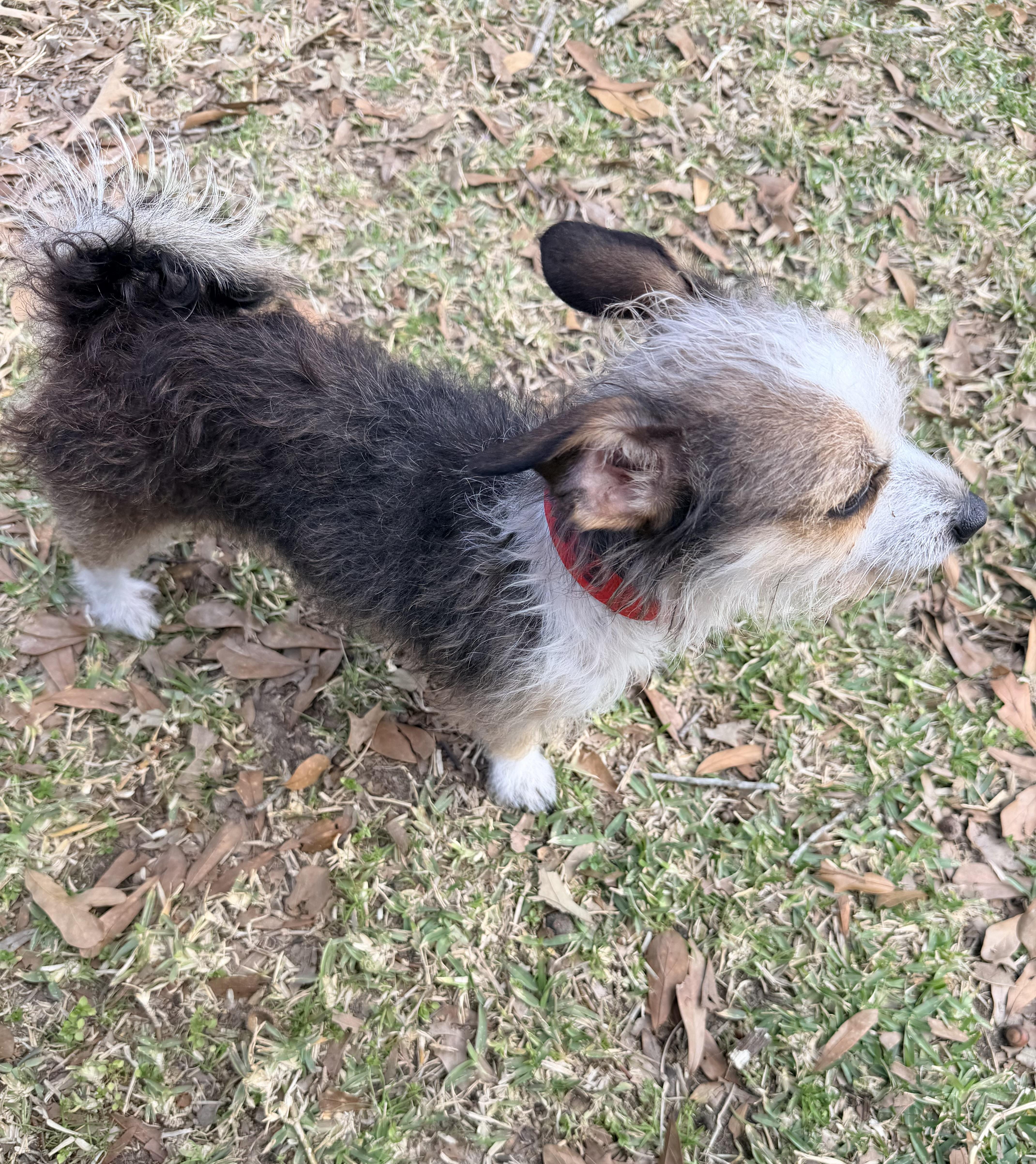 Enlarge LeeLou, a ADOPTABLE mixed breed in Baker, LA image 4/6