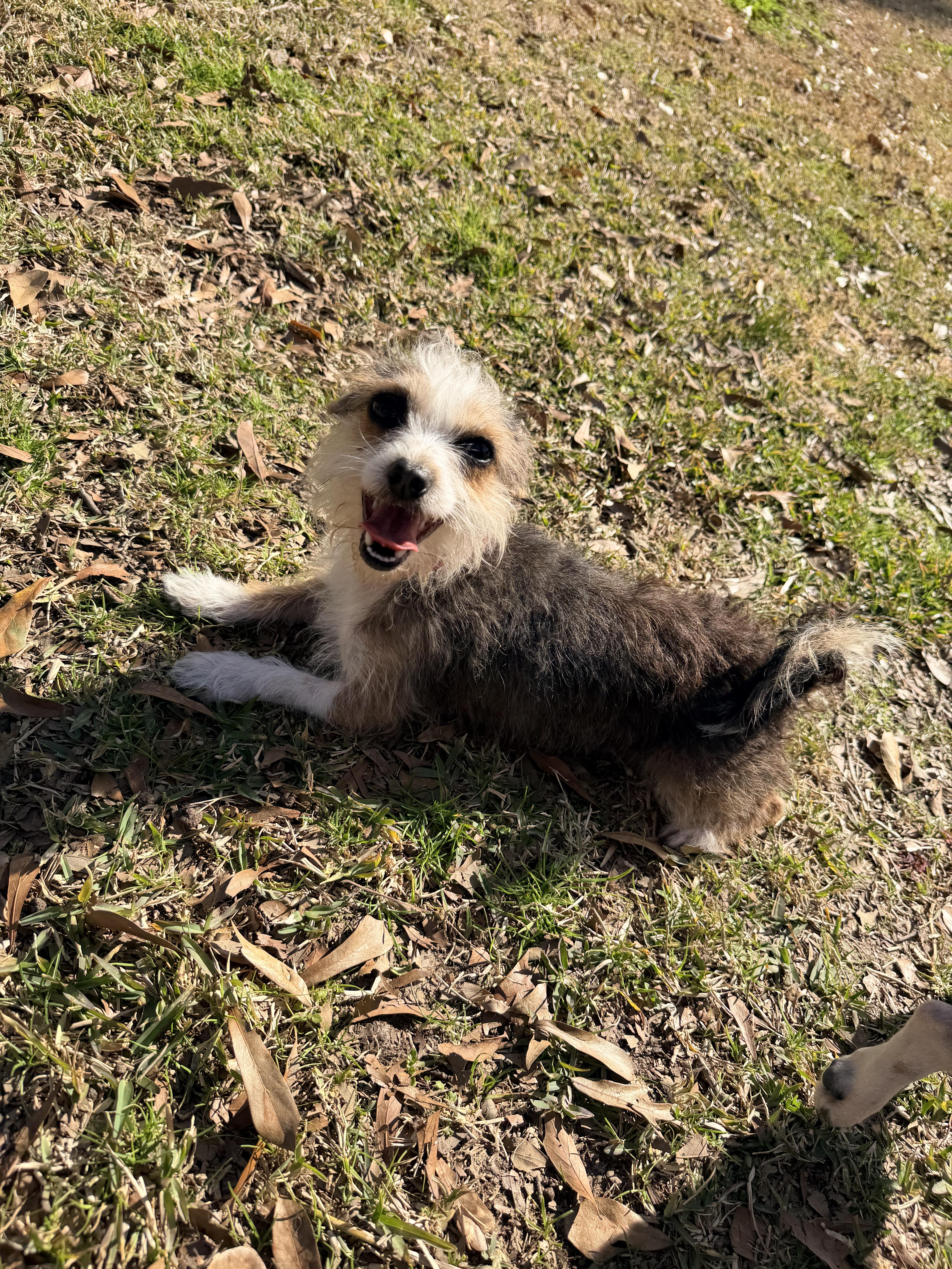 Enlarge LeeLou, a ADOPTABLE mixed breed in Baker, LA image 6/6