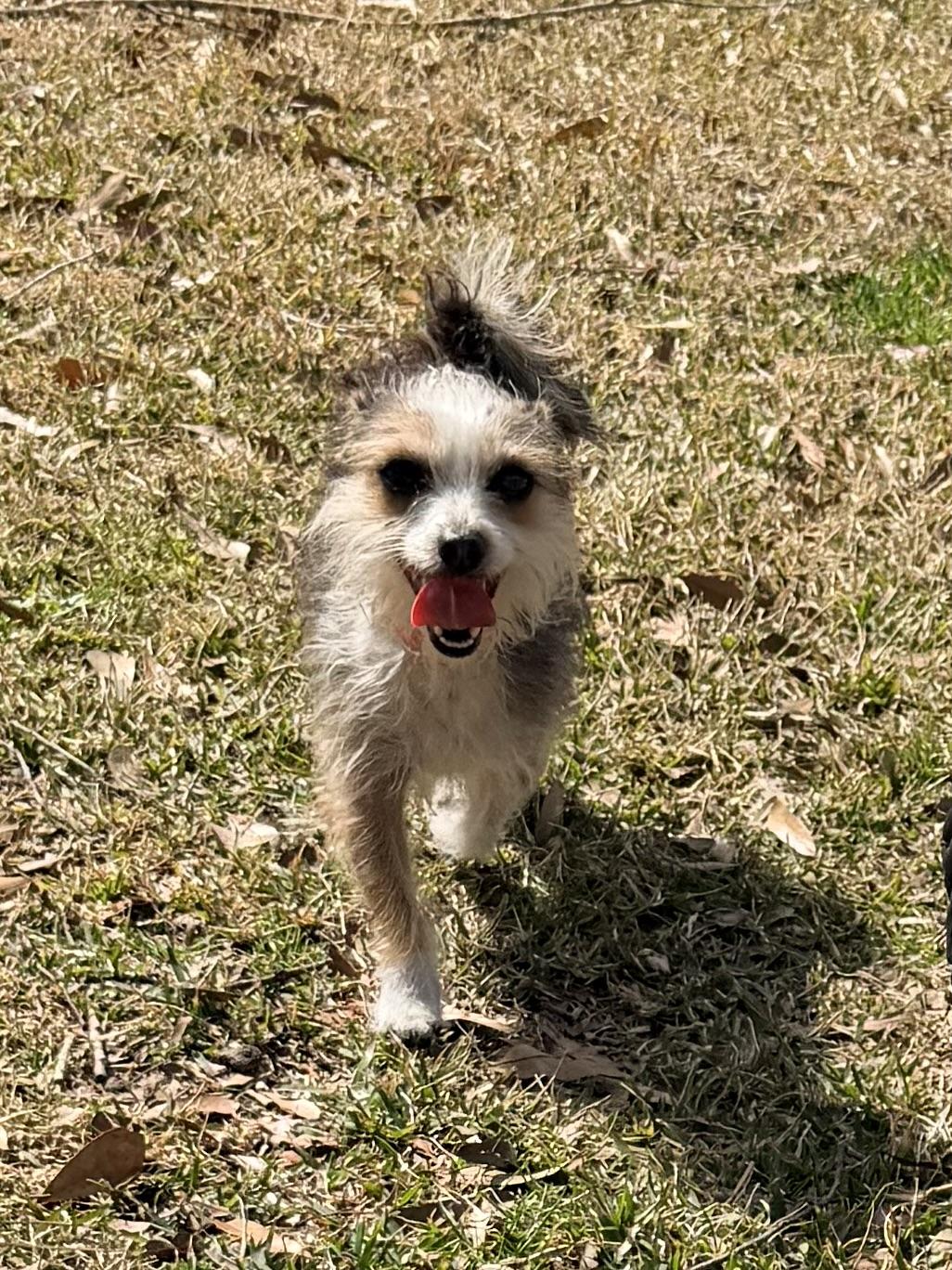 Enlarge LeeLou, a ADOPTABLE mixed breed in Baker, LA image 2/6
