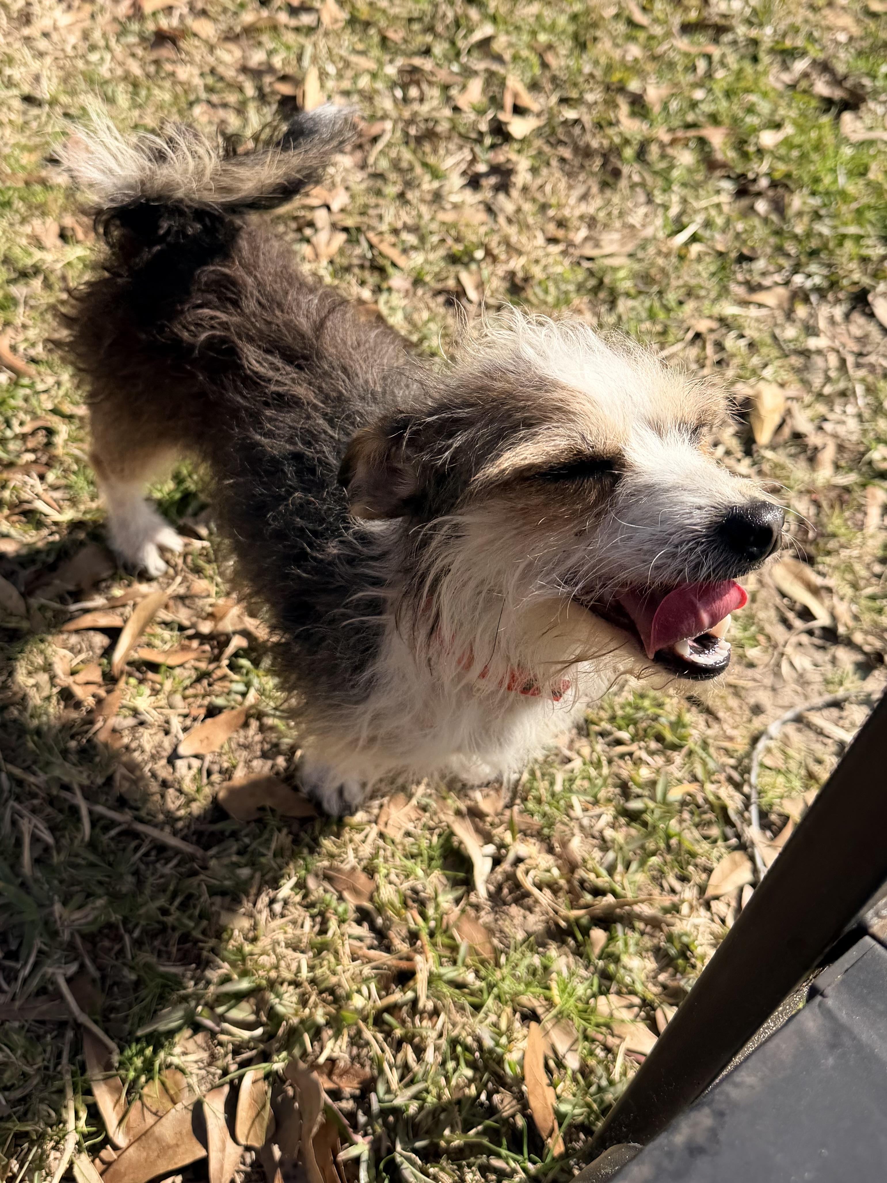 Enlarge LeeLou, a ADOPTABLE mixed breed in Baker, LA image 5/6