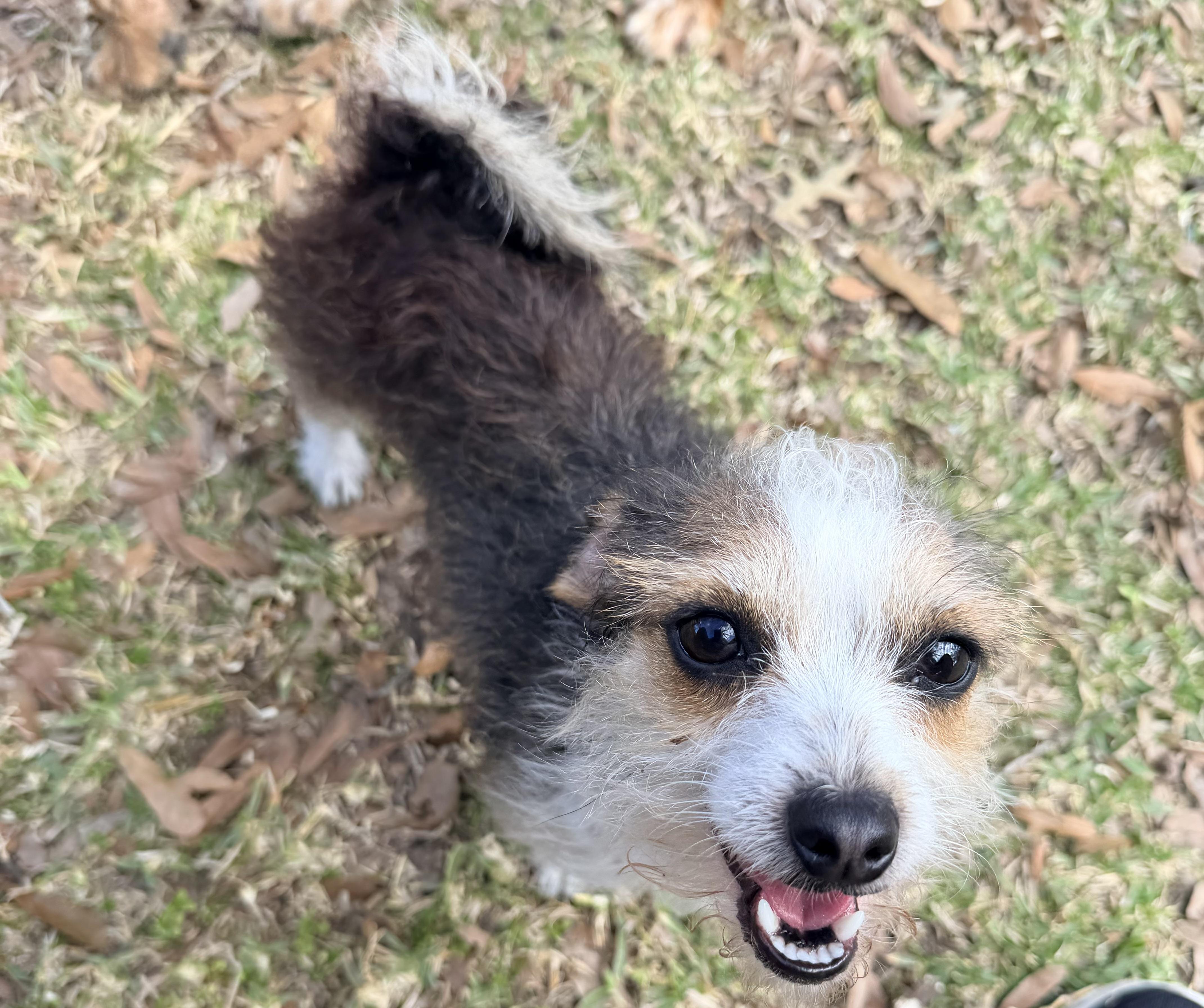 LeeLou, ADOPTABLE, Adult Female Yorkshire Terrier & Chihuahua.