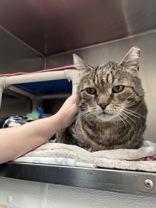 Buckaroo, an adopted Domestic Short Hair in Whitby, ON image 2/3