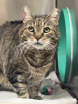 Buckaroo, an adopted Domestic Short Hair in Whitby, ON image 3/3