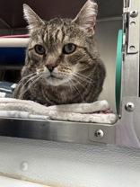 Buckaroo, an adopted Domestic Short Hair in Whitby, ON image 1/3