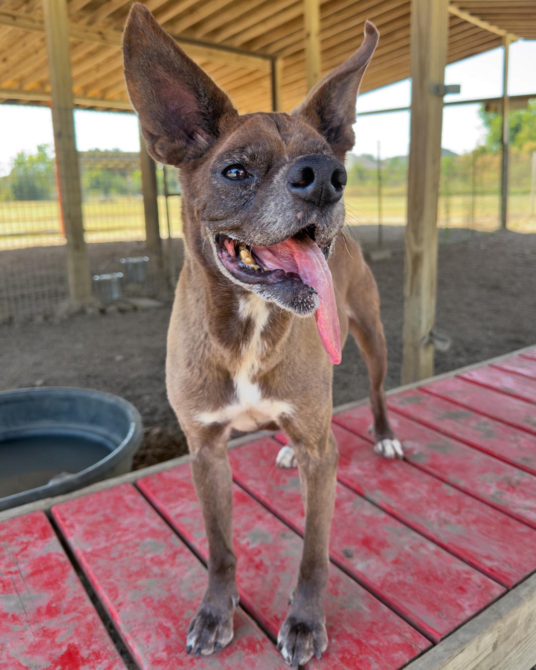 J.T., Adoptable, Adult Male Mixed Breed & Mixed Breed.
