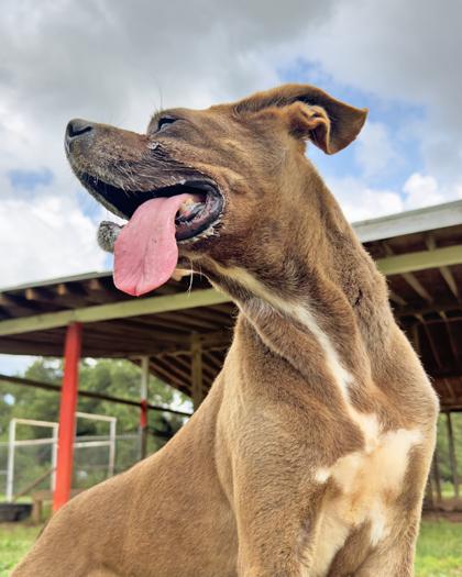 Enlarge J.T., a Adoptable Mixed Breed in Leander, TX image 2/3