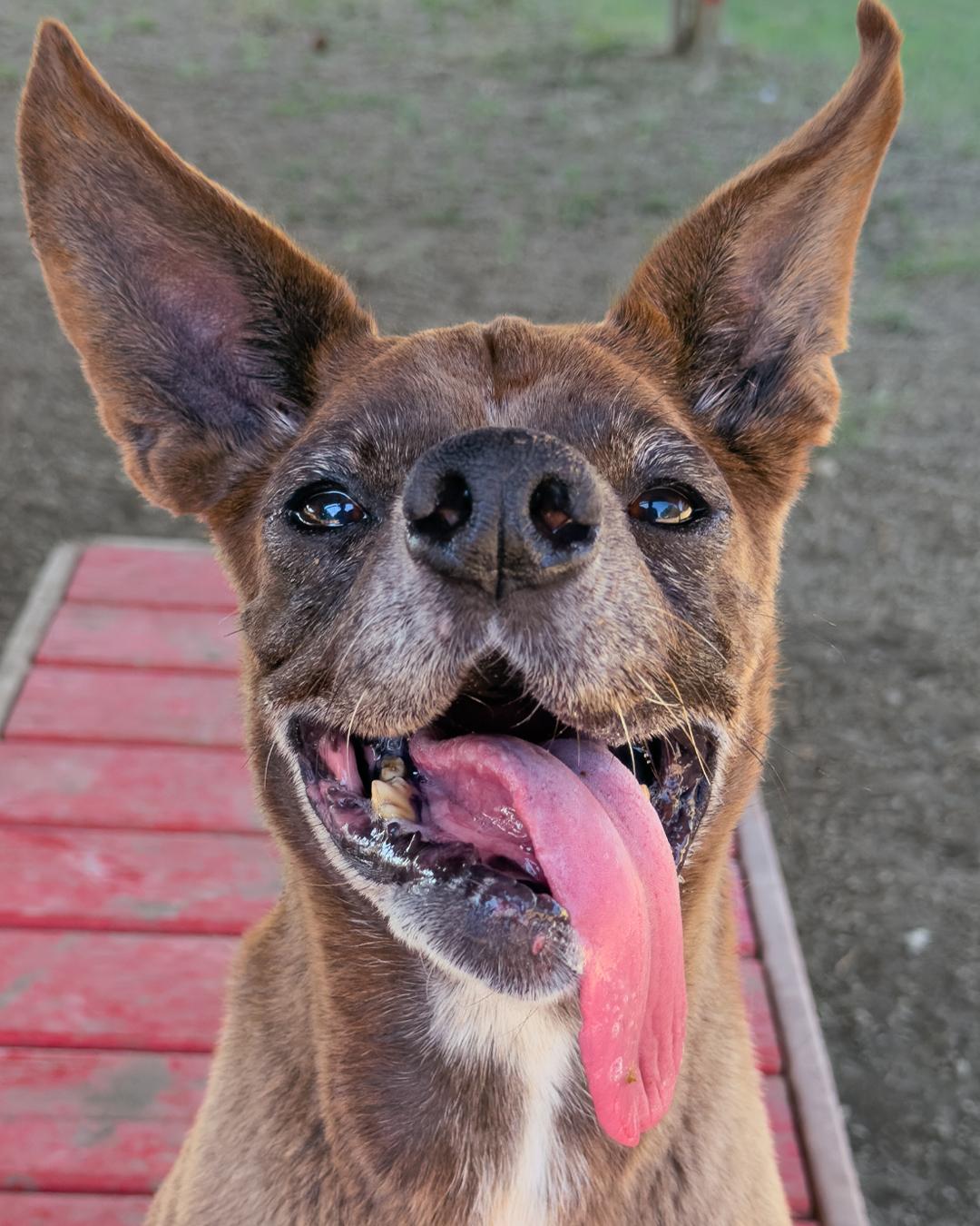 Enlarge J.T., a Adoptable Mixed Breed in Leander, TX image 3/3