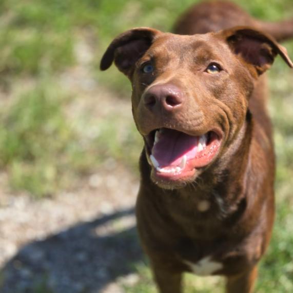 CT Simba, Adoptable, Young Male Labrador Retriever & Mixed Breed.