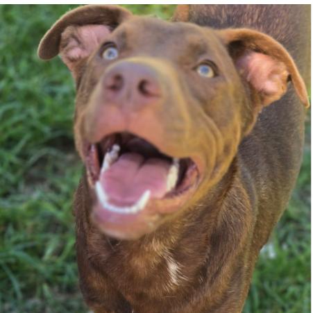 Enlarge CT Simba, a Adoptable mixed breed in Stormville, NY image 2/2